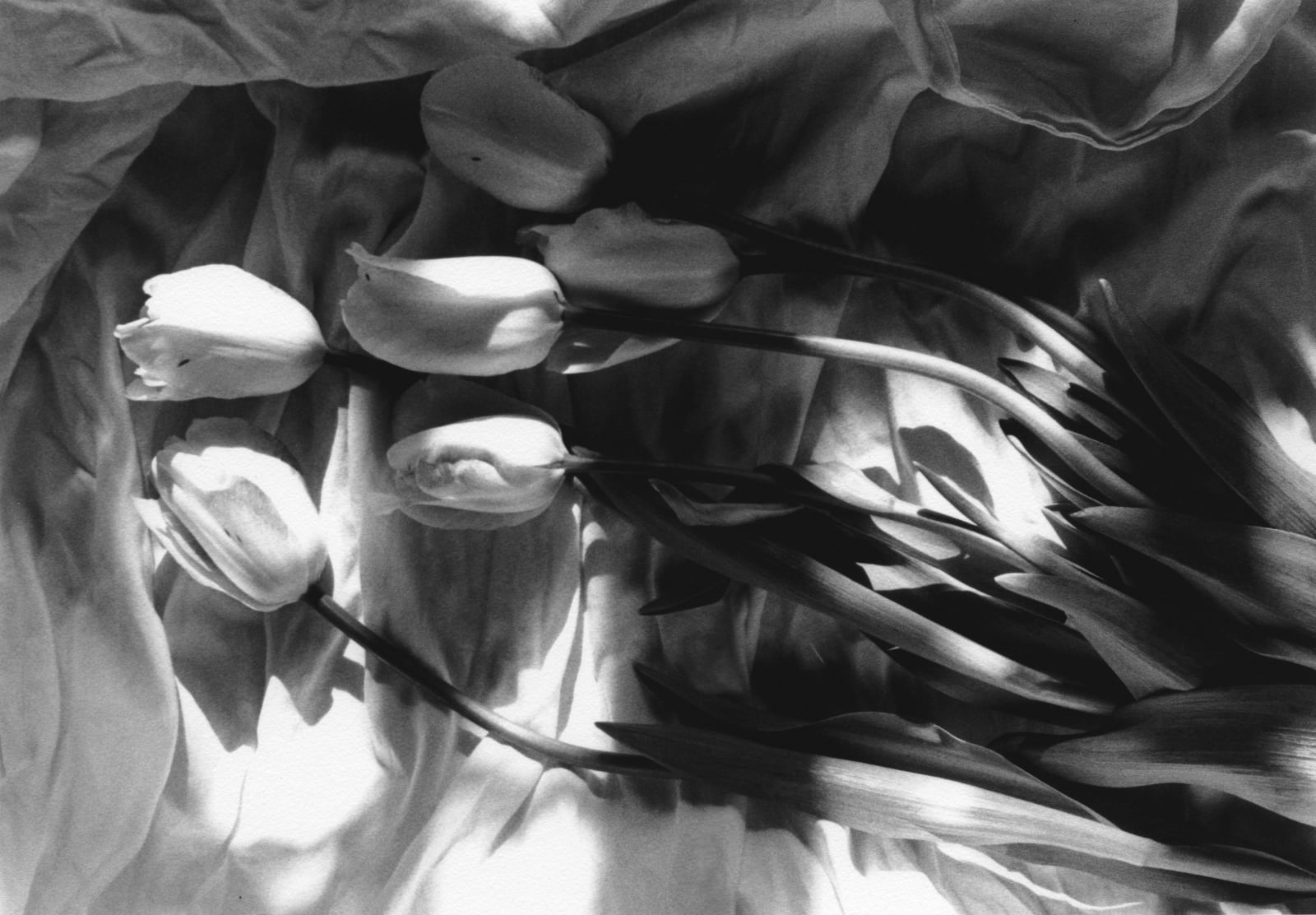 Tulips. Winterthur, 1998