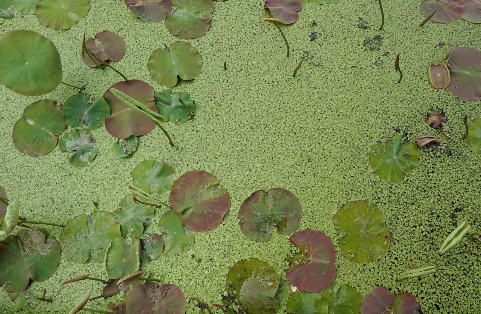 Green dots, Verbania, 2025, June, 2025