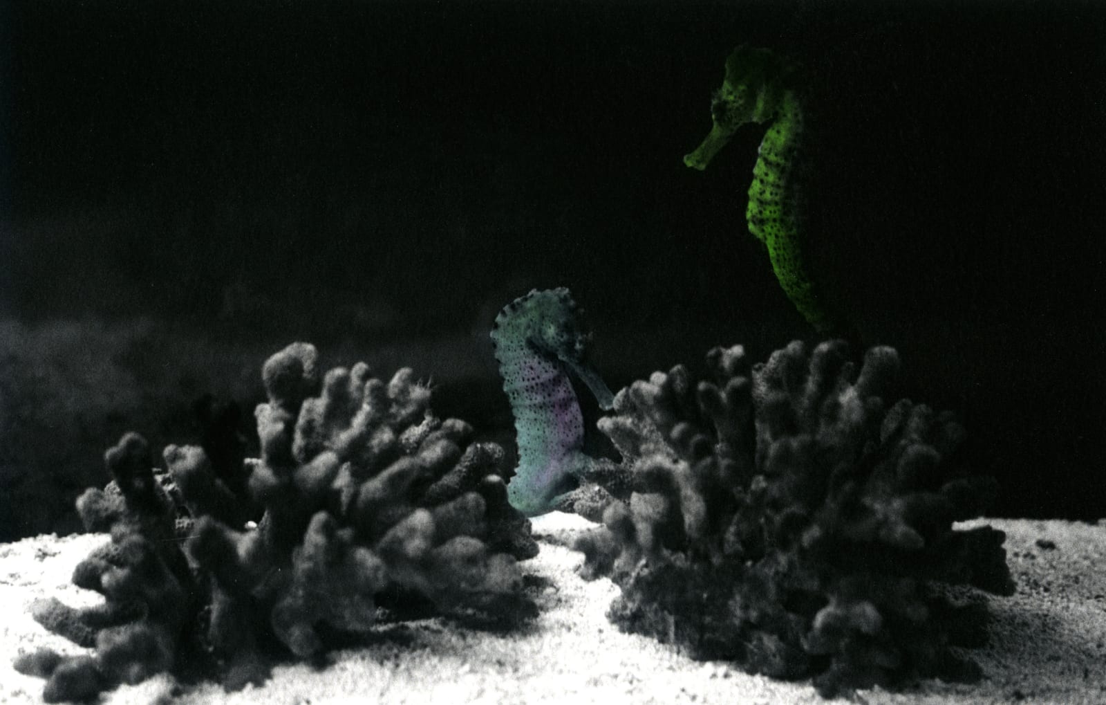 Dancing Sea Horses , January, 2023