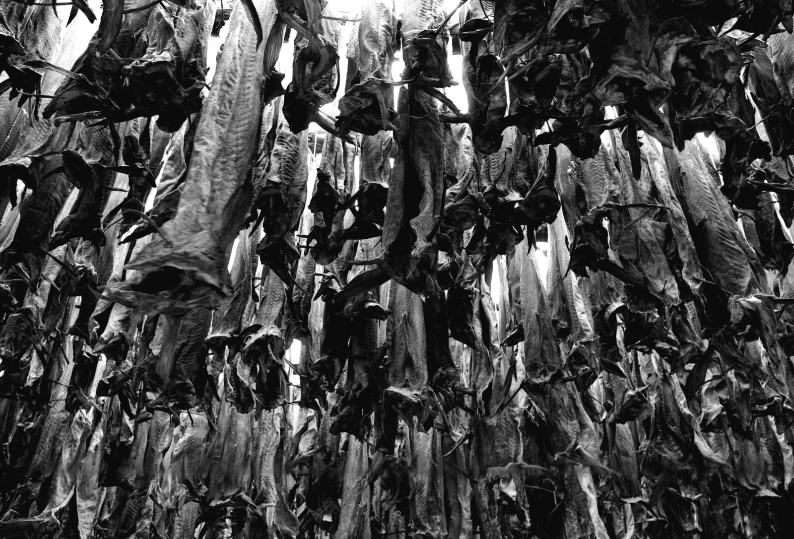 Cod Fish Mummies. Iceland, 1981