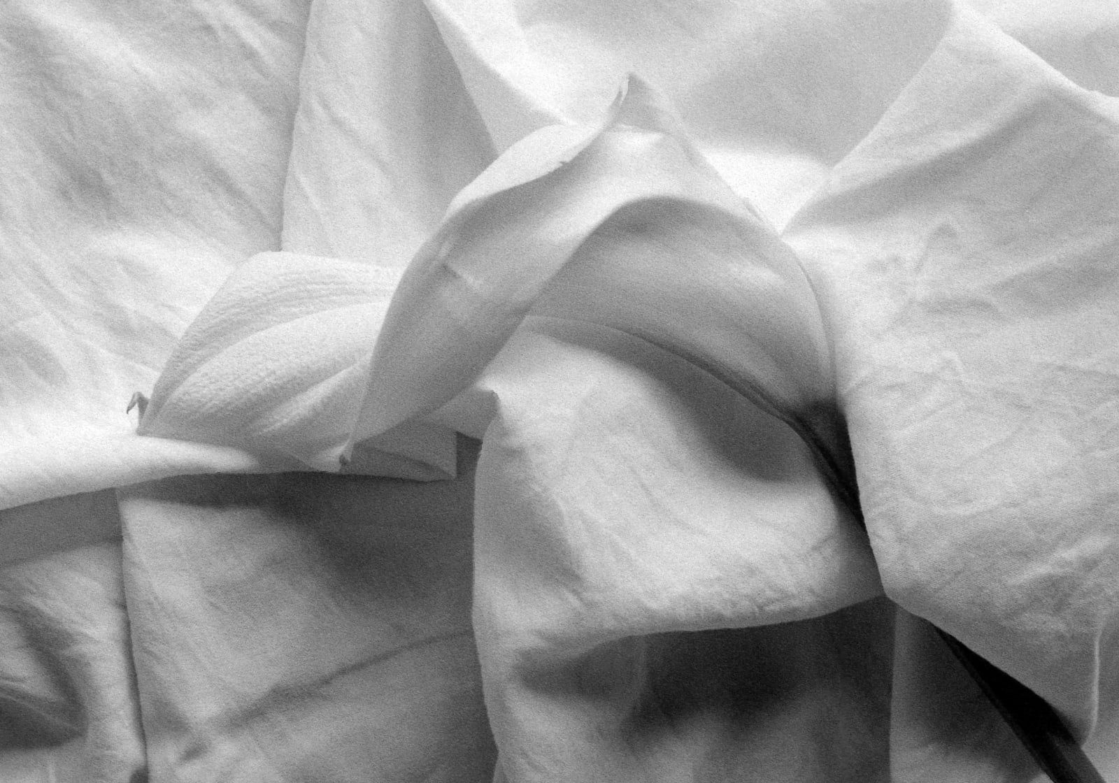 Calla in drapery. Winterthur, 2000