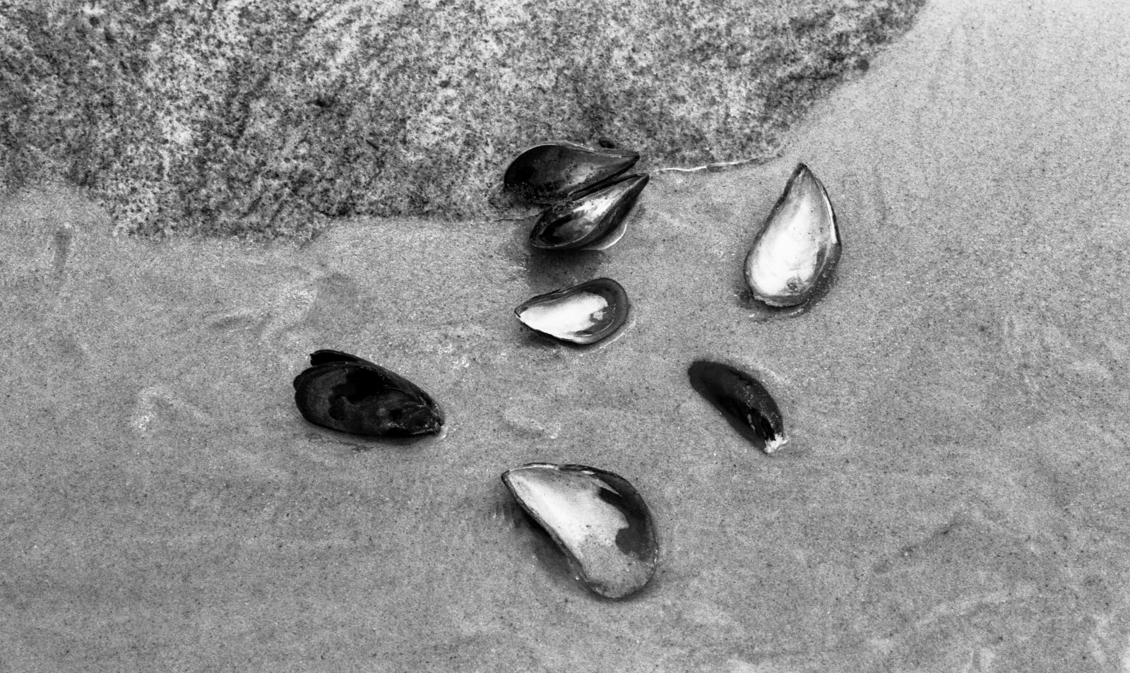 Shells. Montauk, 1981