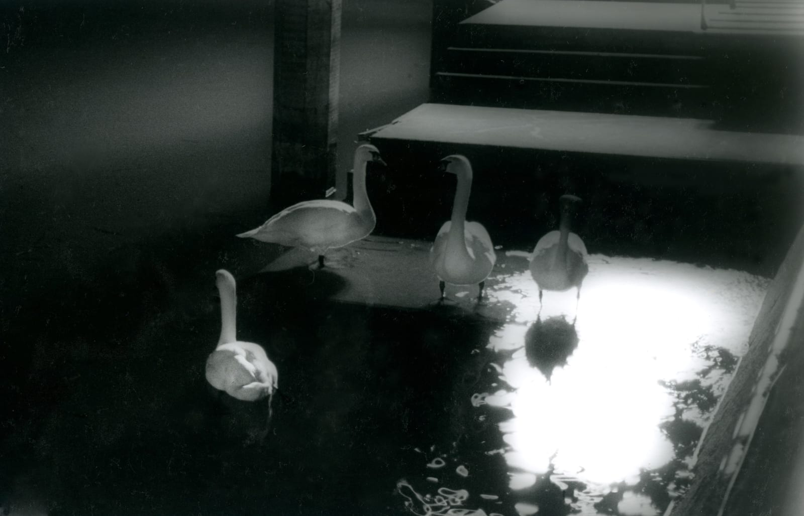 Black Swan, 1979, July, 2023