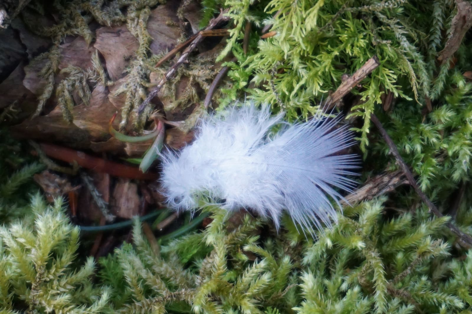 Soft landing, January, 2024