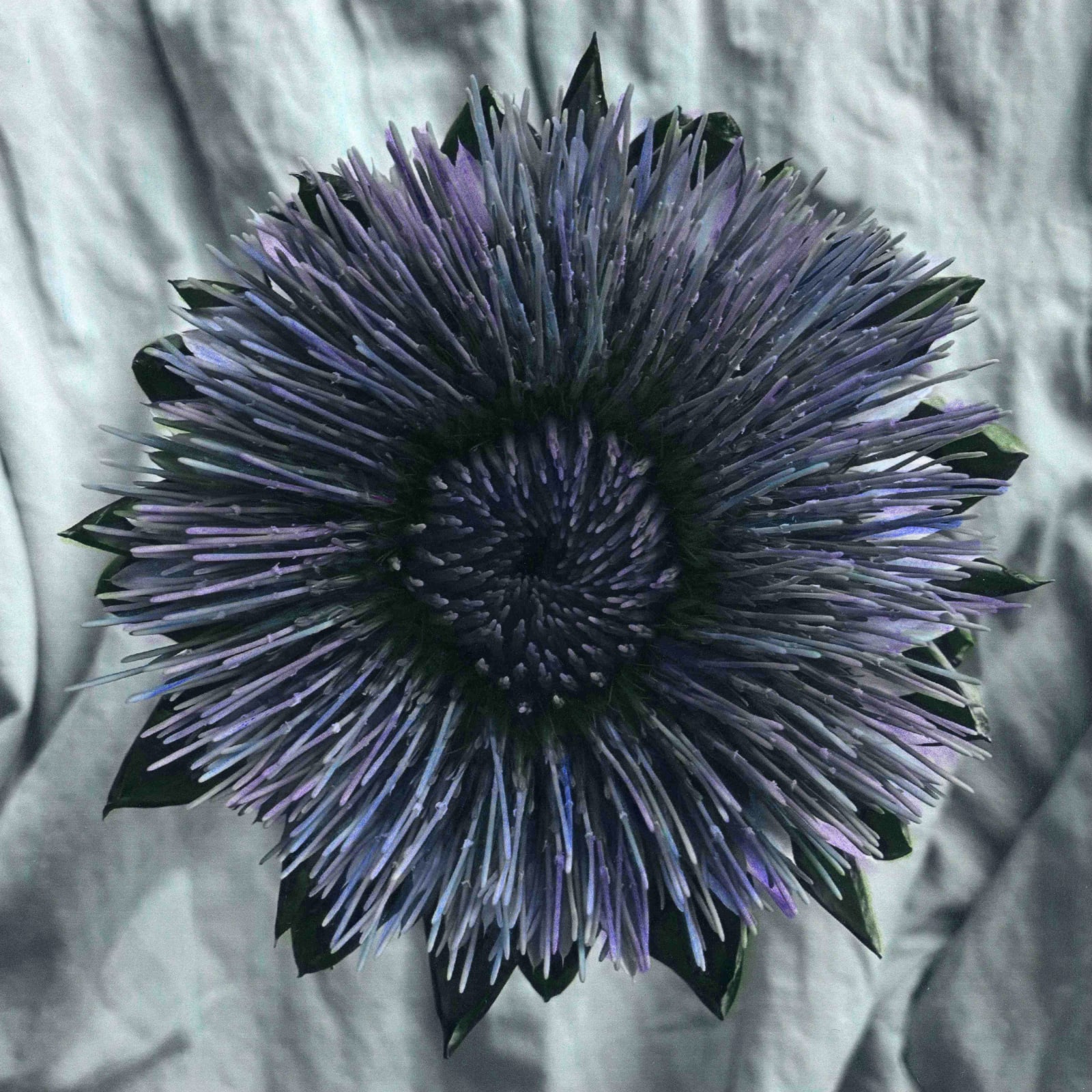 Artichaut bleu, September, 2025