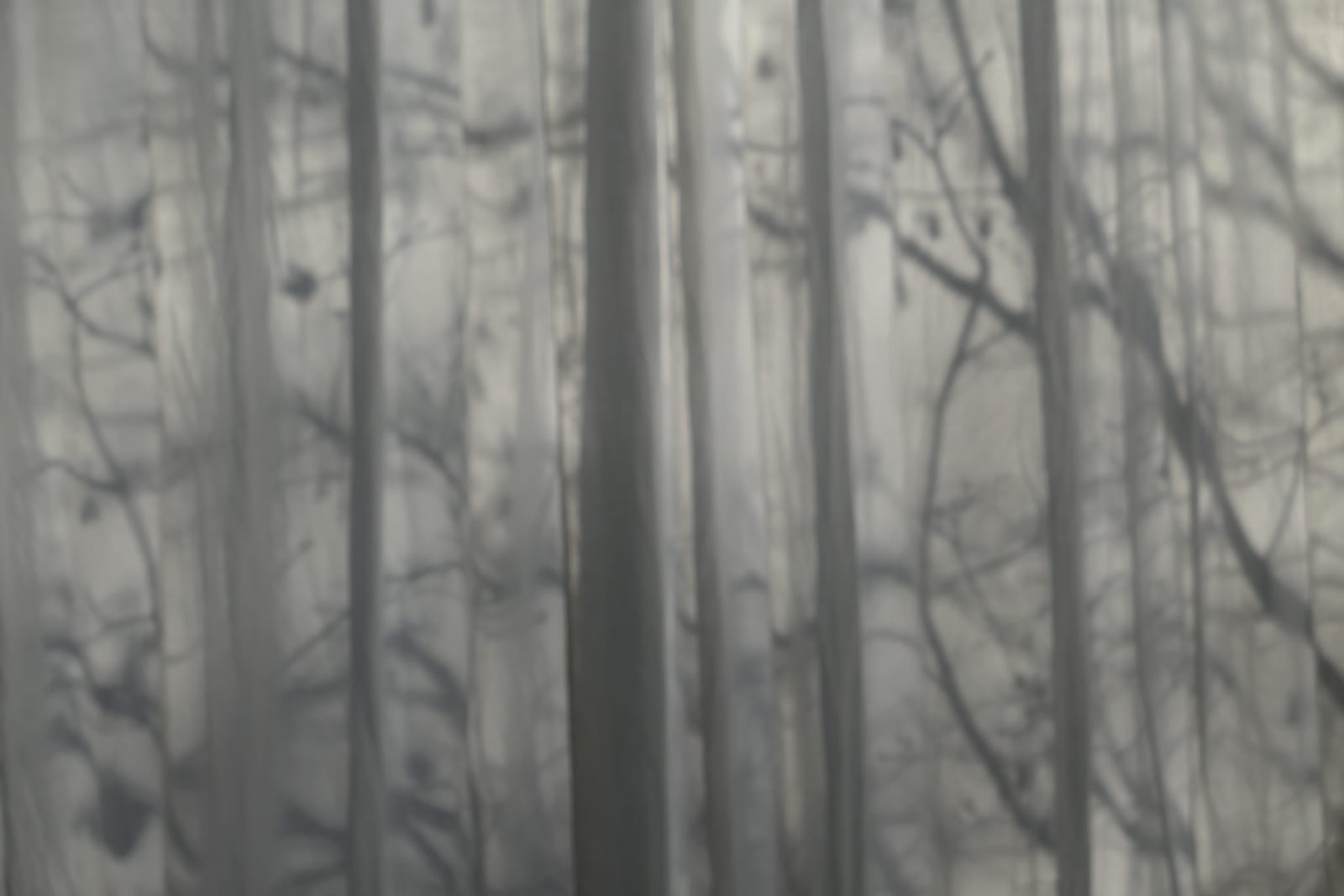 Imaginary Forest, Winterthur, November, 2024