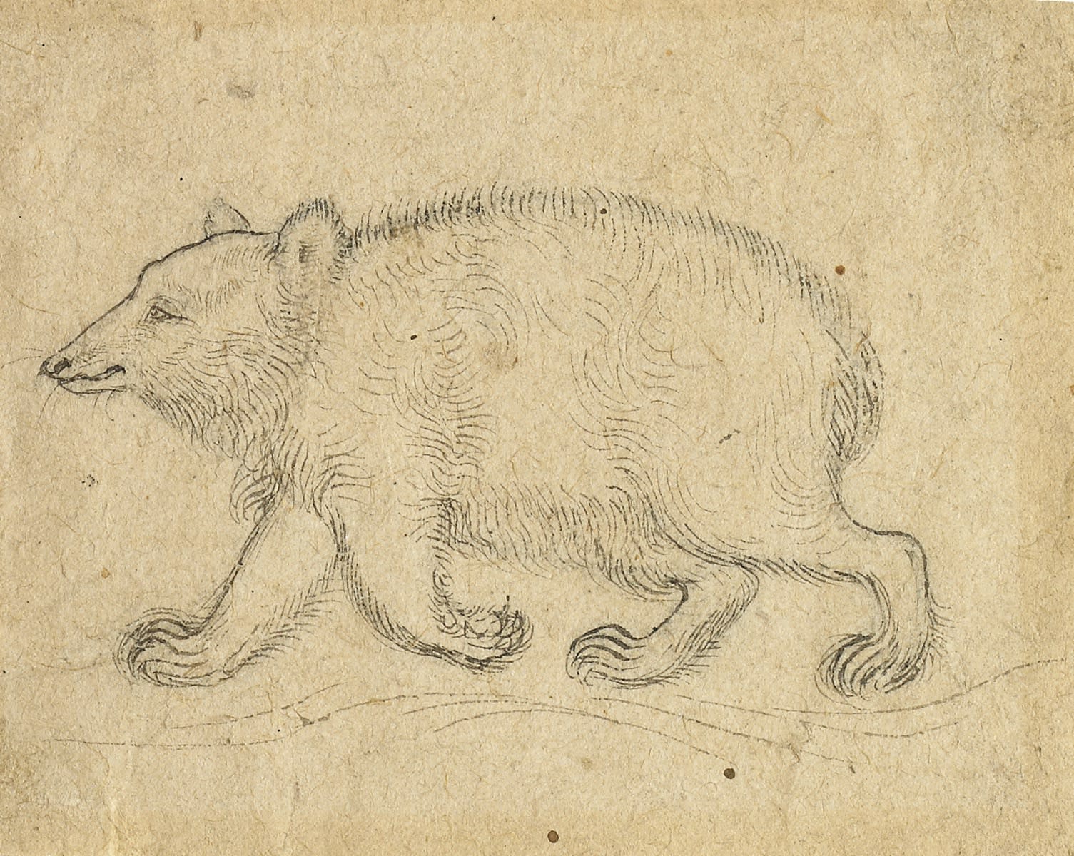 A Bear, Mughal, c. 1640