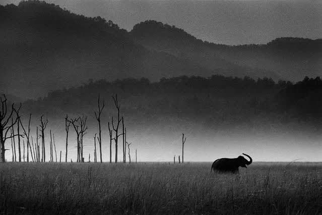 Akash Das, Nose in the air, 2003