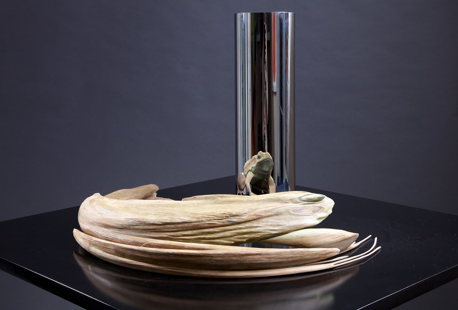 JONTY HURWITZ, KISS OF CHYTRID, 2017