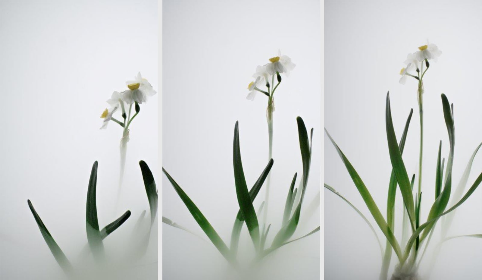 Still Life 007 - Daffodil, 2018