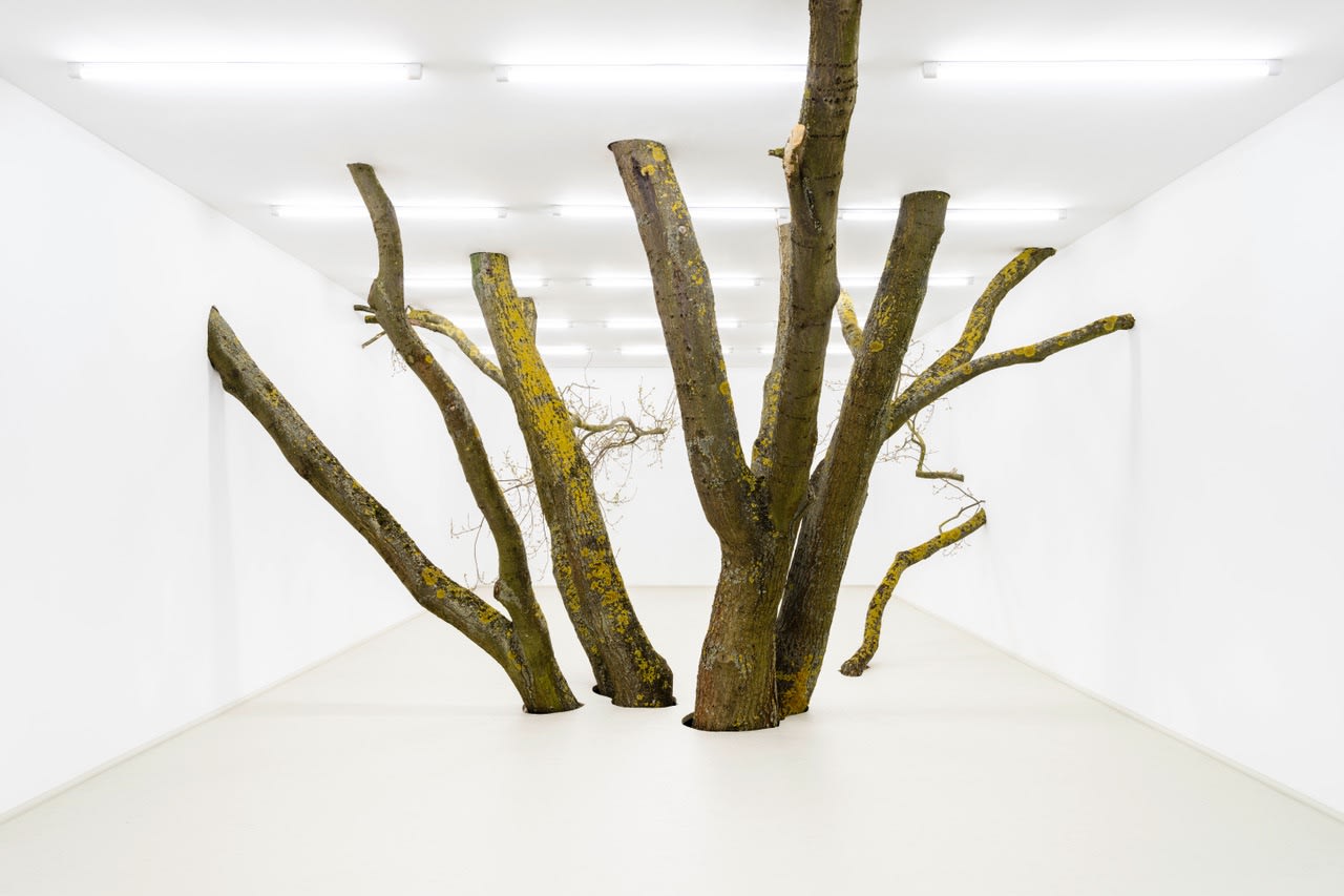 ISOLATION (BAUMMITTEN) - Fabian Knecht, SpiegelArche, 2021, Rastenberg, (DE)