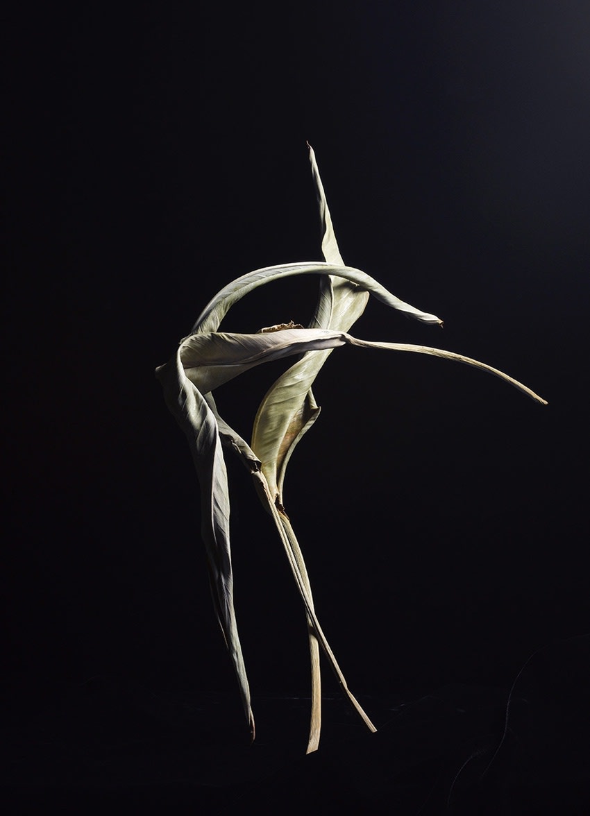ANİ ÇELİK AREVYAN, Light Study-I, Dry Leaf #38, 2020