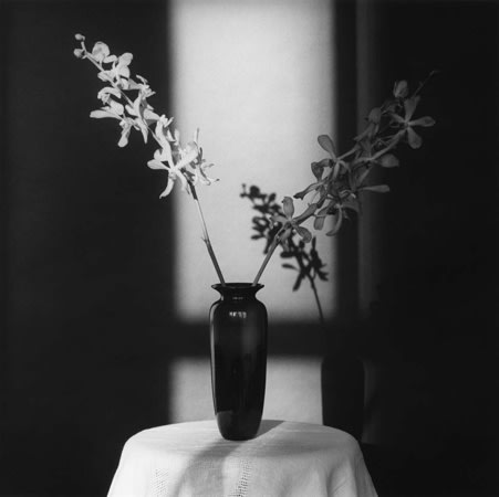 ROBERT MAPPLETHORPE, Orchid, 1980