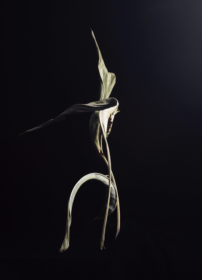 ANİ ÇELİK AREVYAN, Light Study – I, Dry Leaf #35, 2020