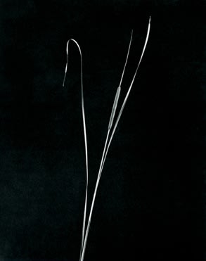 ROBERT MAPPLETHORPE, Cattail , 1983