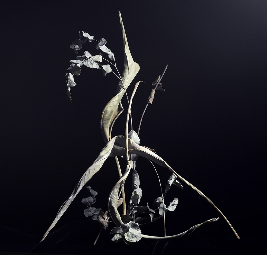 ANİ ÇELİK AREVYAN, LIGHT STUDY – I, DRY LEAF #10, 2020