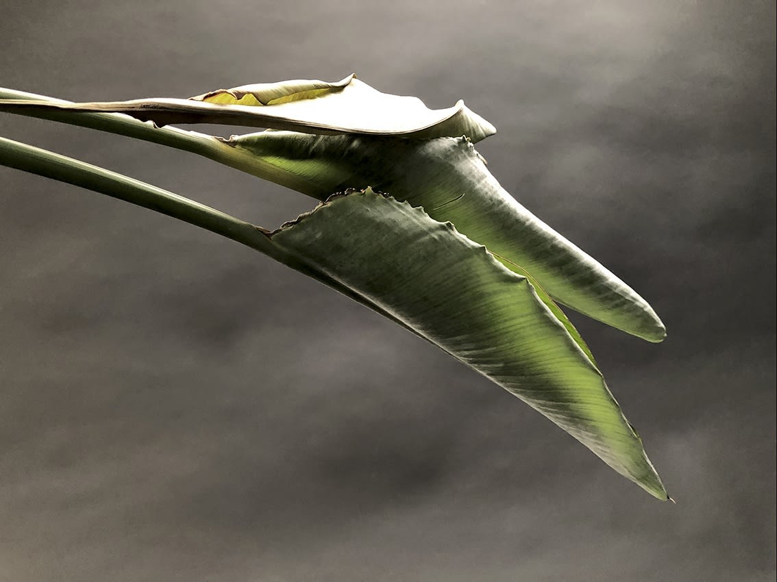 ANİ ÇELİK AREVYAN, Nature on Canvas #6, 2020