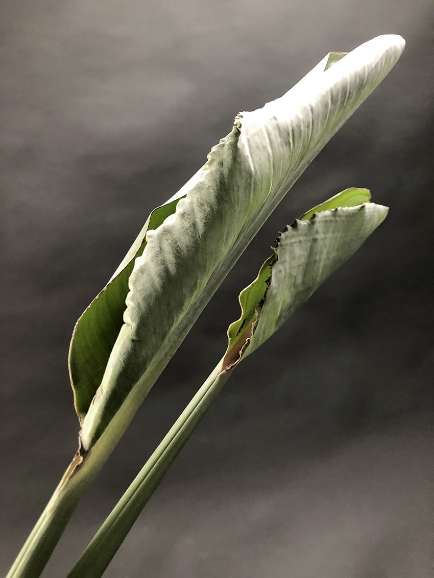 ANİ ÇELİK AREVYAN, Nature on Canvas #11, 2020