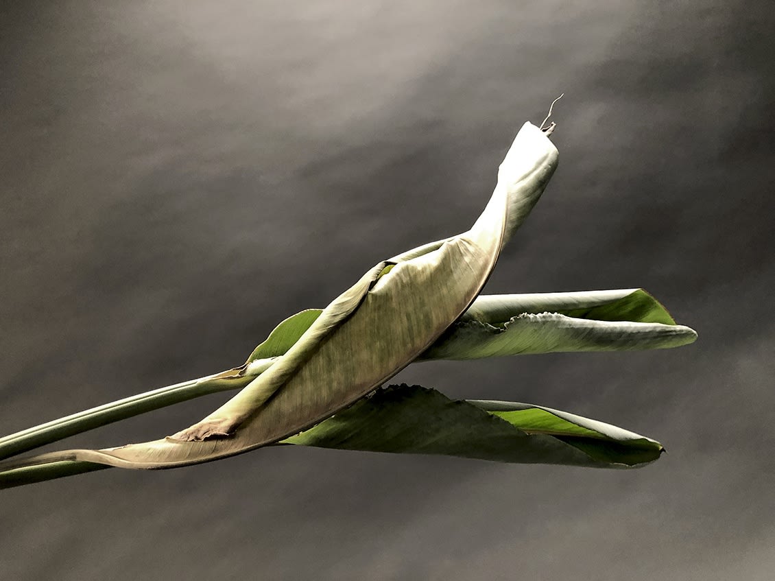 ANİ ÇELİK AREVYAN, Nature on Canvas Series #3, 2020