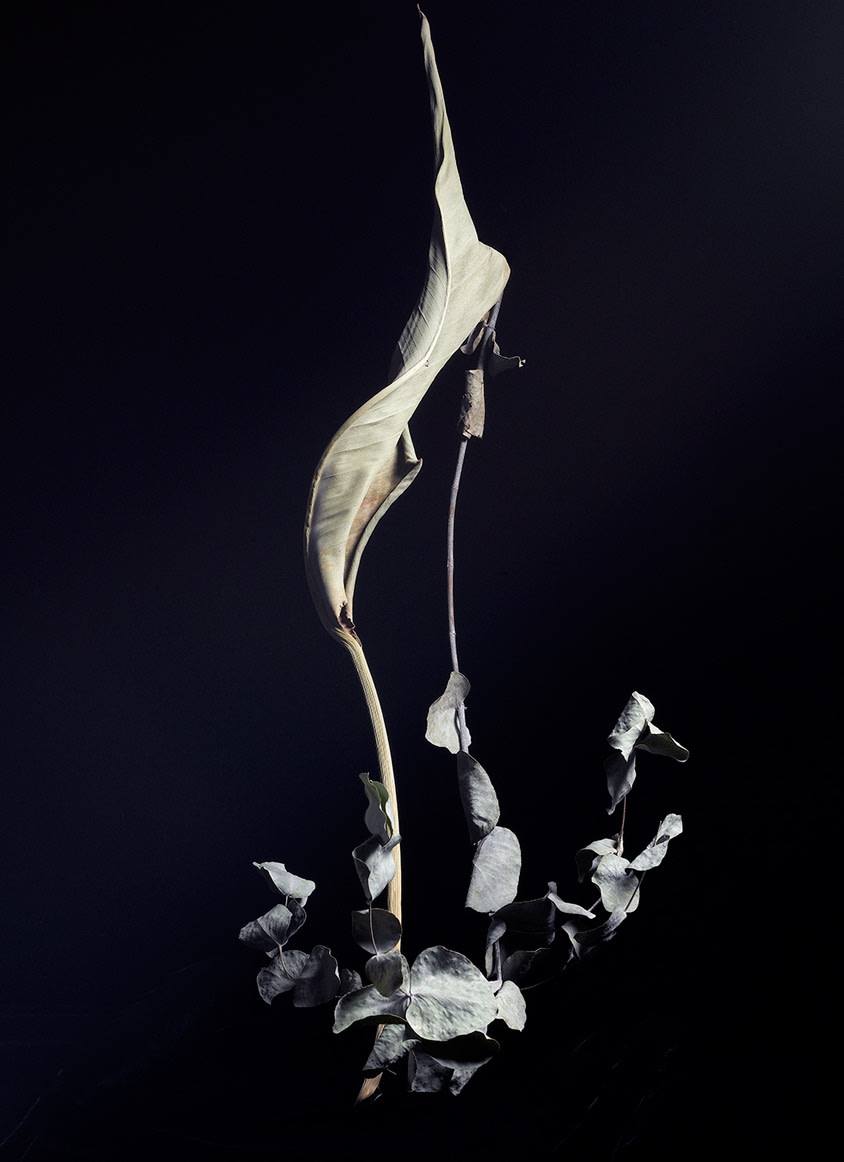 ANİ ÇELİK AREVYAN, Light Study-I, Dry Leaf #4, 2020