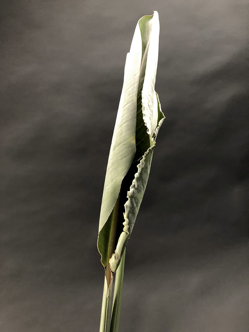 ANİ ÇELİK AREVYAN, Nature on Canvas #10, 2020