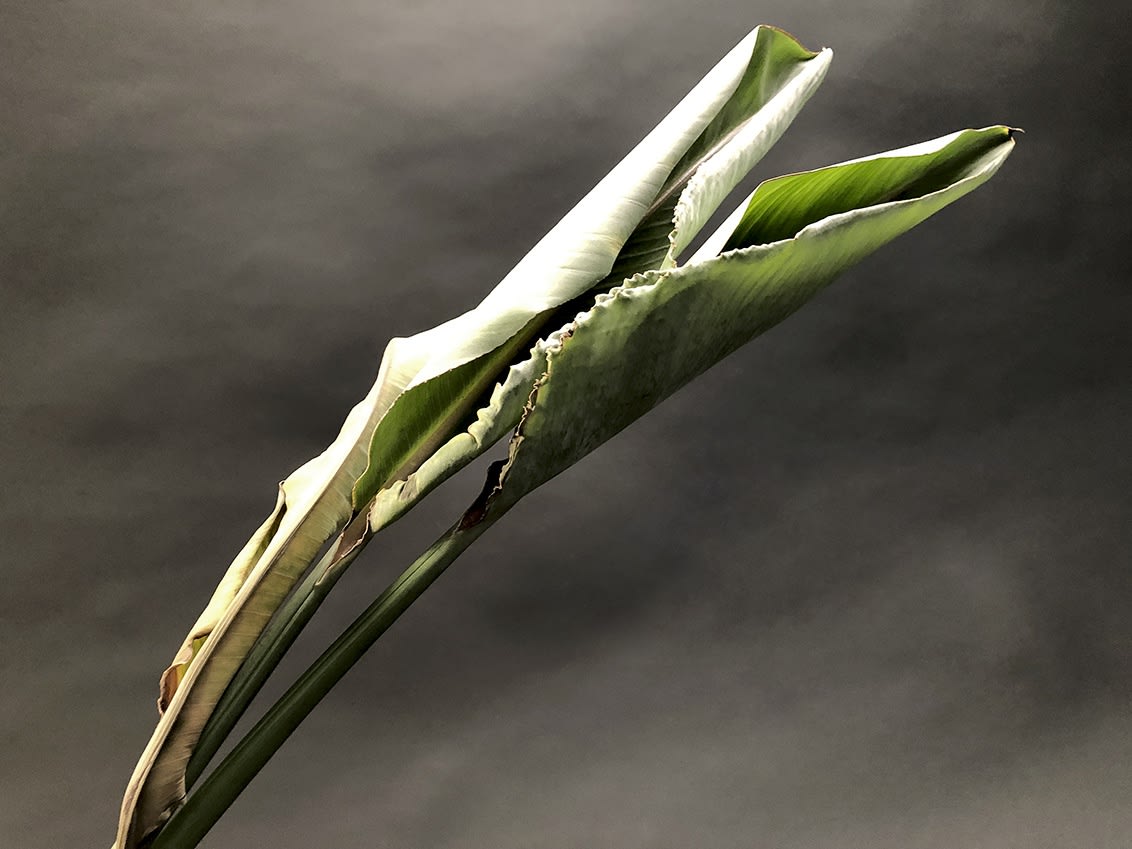 ANİ ÇELİK AREVYAN, Nature on Canvas #5, 2020
