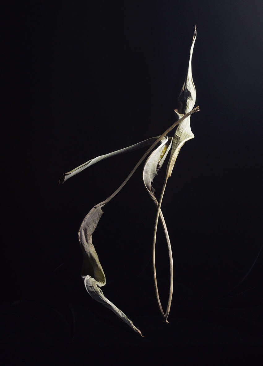 ANİ ÇELİK AREVYAN, Light Study-I, Dry Leaf #39, 2020