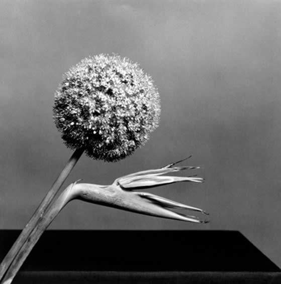 ROBERT MAPPLETHORPE, Bird of Paradise , 1979