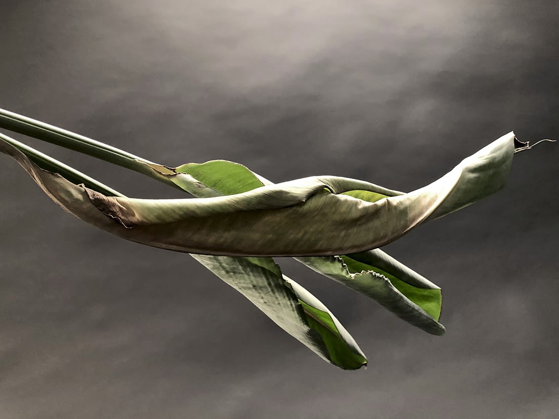 ANİ ÇELİK AREVYAN, Nature on Canvas #4, 2020