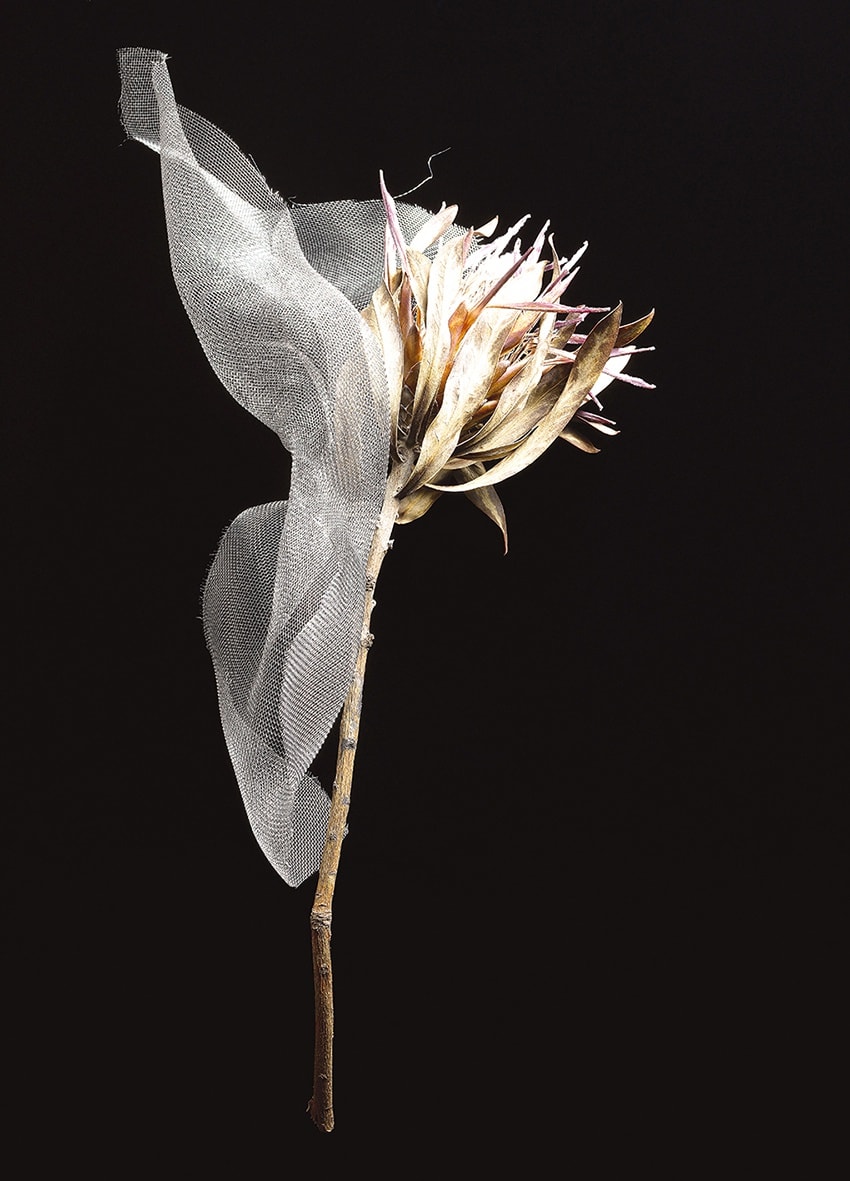 ANİ ÇELİK AREVYAN, Light Study - I, Flower With Mesh #80, 2020