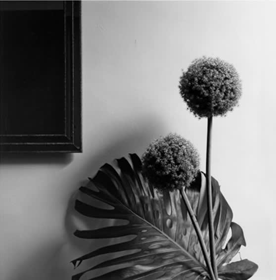 ROBERT MAPPLETHORPE, Flower, 1985
