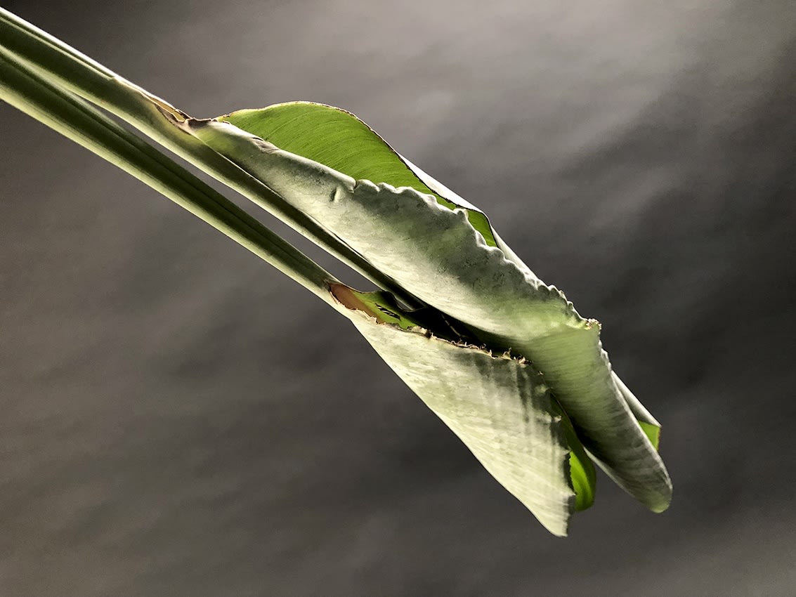 ANİ ÇELİK AREVYAN, Nature on Canvas #8, 2020