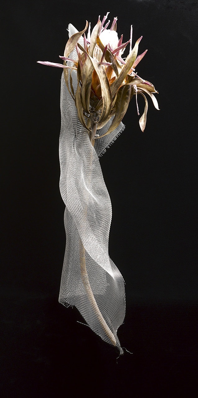 ANİ ÇELİK AREVYAN, Light Study, Flower with Mesh #99