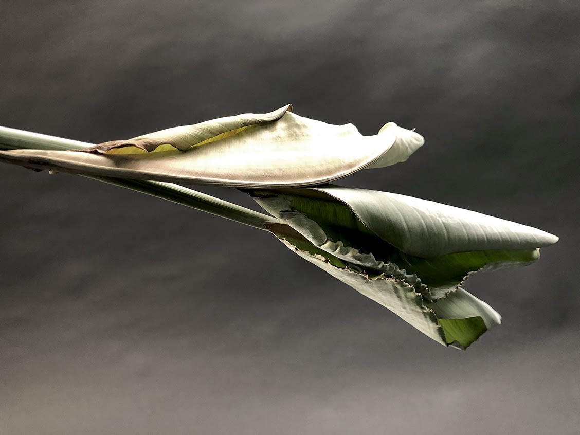 ANİ ÇELİK AREVYAN, Nature On Canvas Series #2, 2020