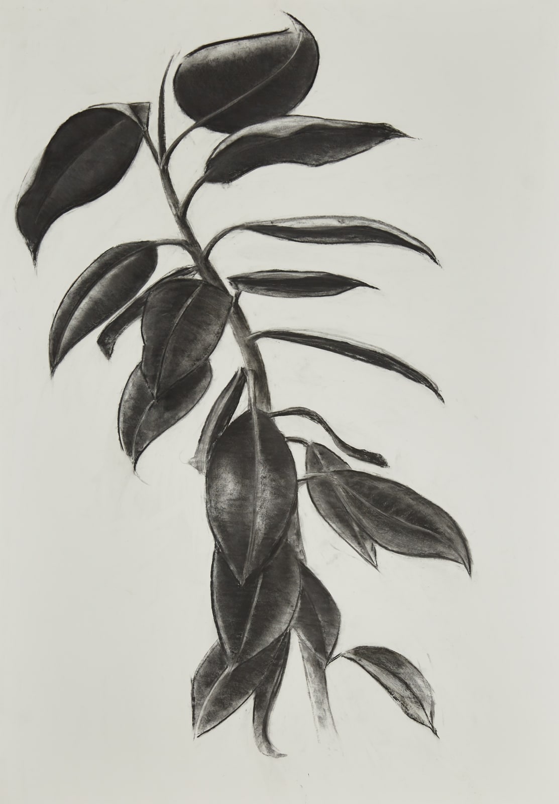 MURAT AKAGÜNDÜZ, Plants Series, 2018