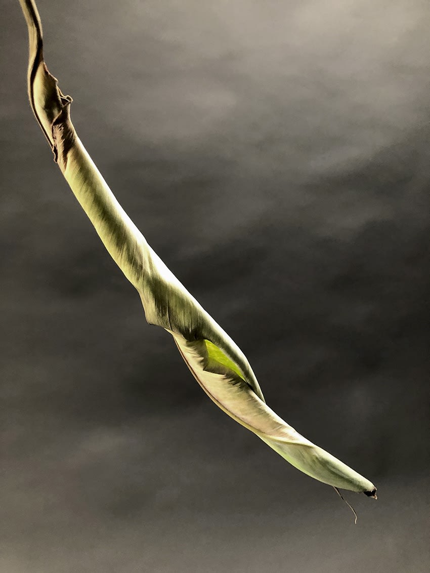 ANİ ÇELİK AREVYAN, Nature on Canvas #9, 2020