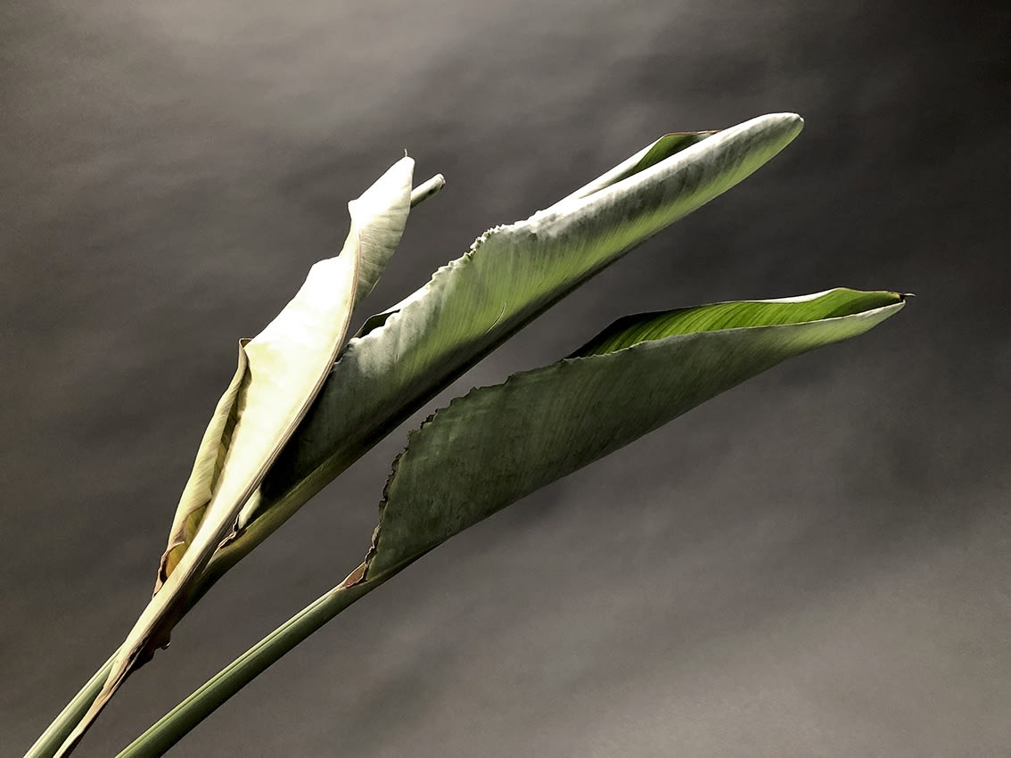 ANİ ÇELİK AREVYAN, Nature on Canvas #12, 2020