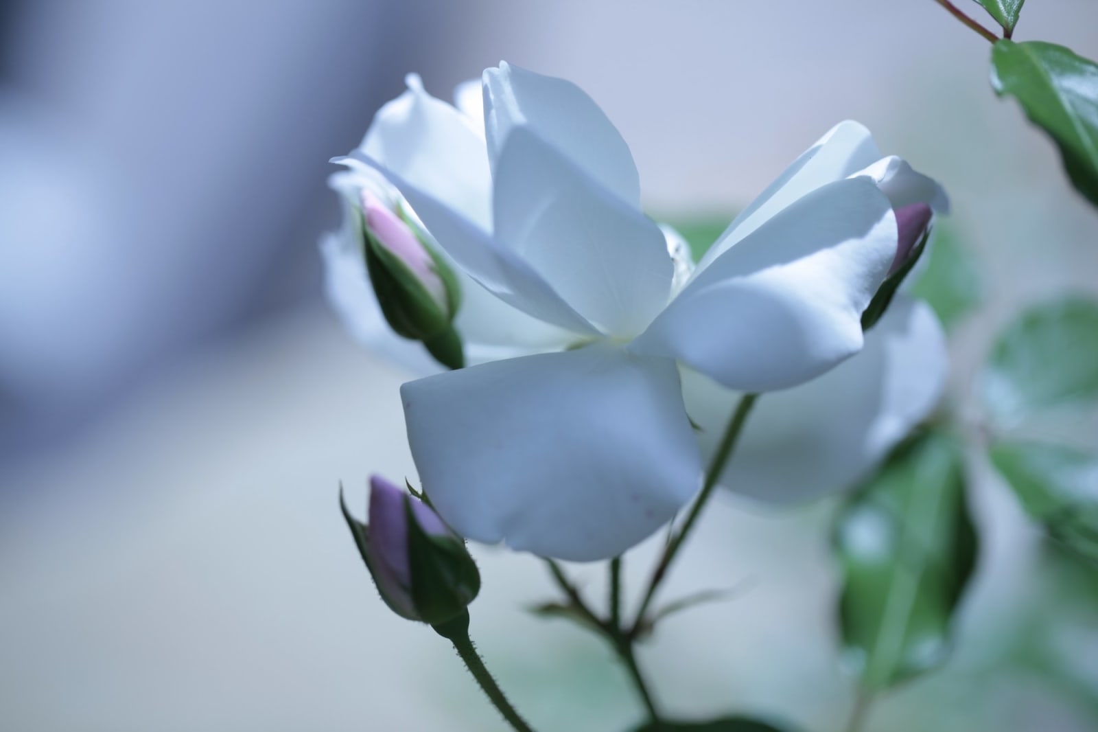 Nicolas Pittman, Untitled, 2013