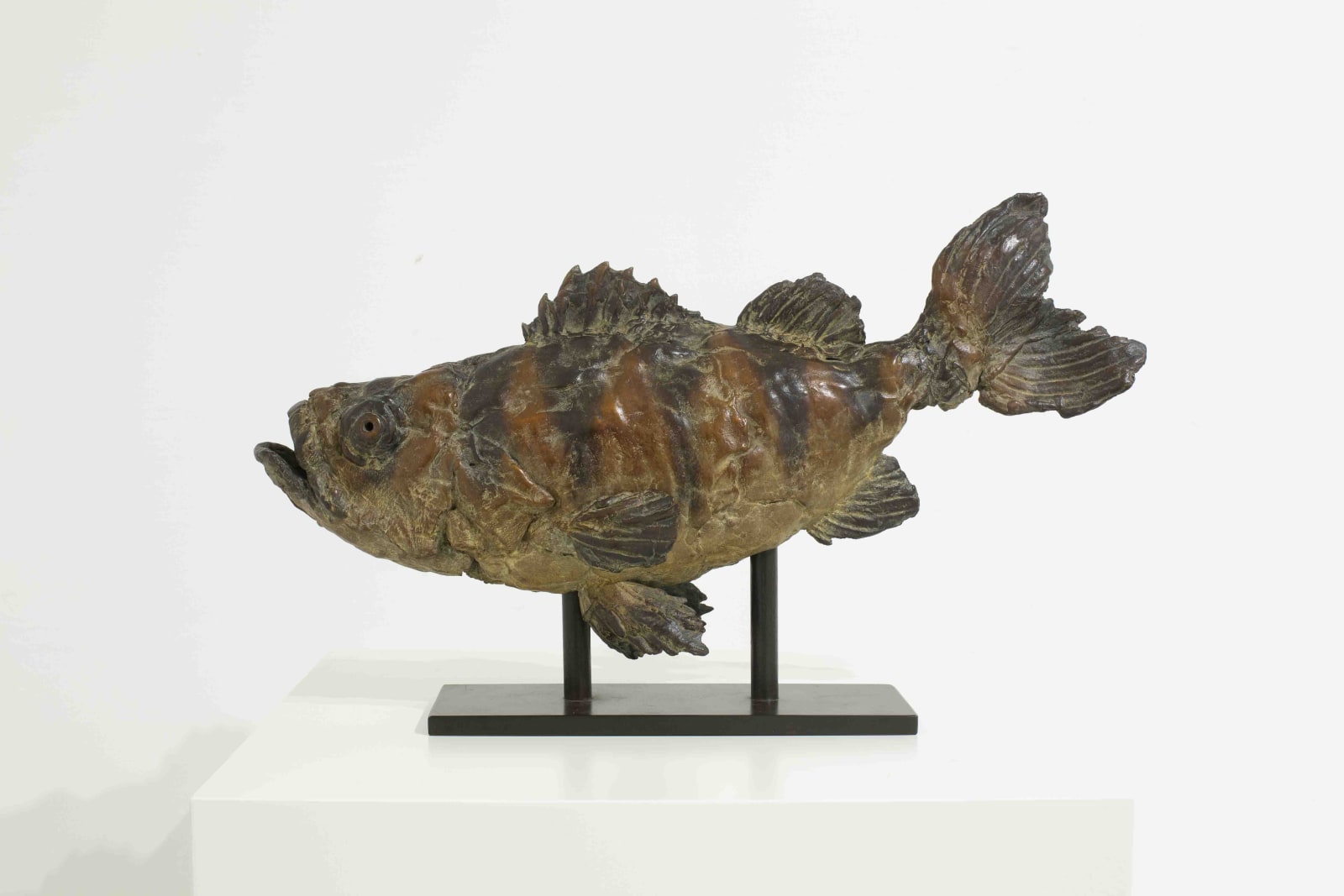 Pieter Vanden Daele , Seabass