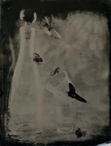 Nicolas Laborie, Butterfly IV, 2016