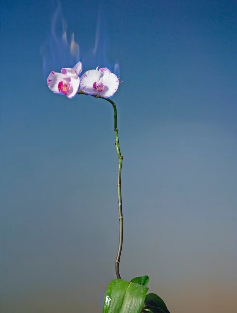 Jiang Zhi, Love Letters No.22, 2022