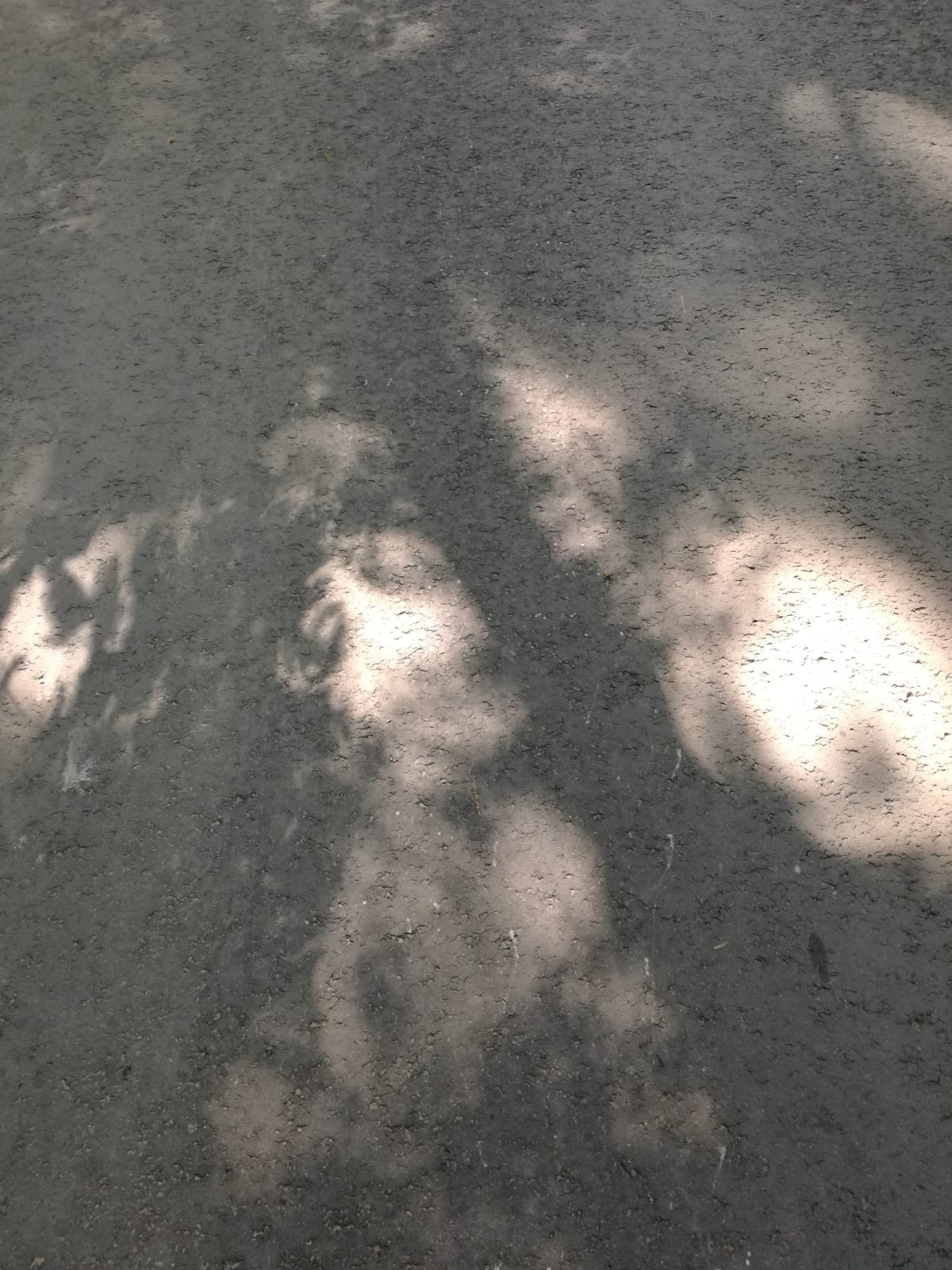 Pascale Lorge, Tree saying Hello, 2018