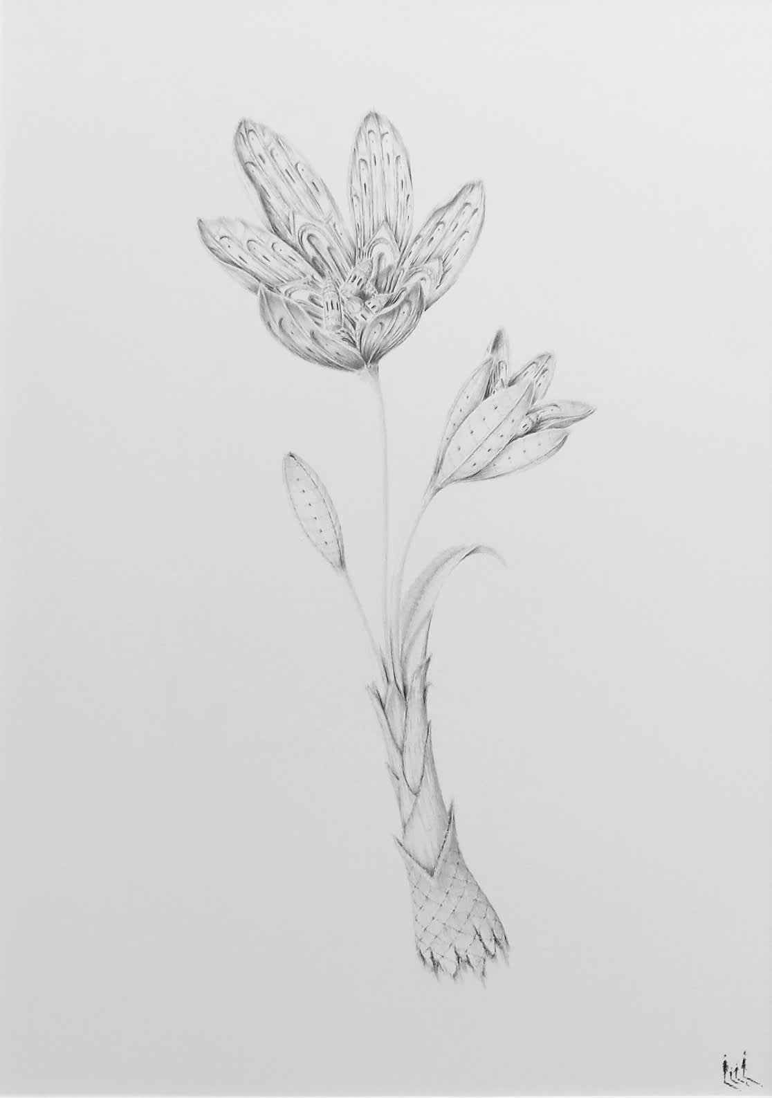 Colchicum by Marc Brousse, 2025