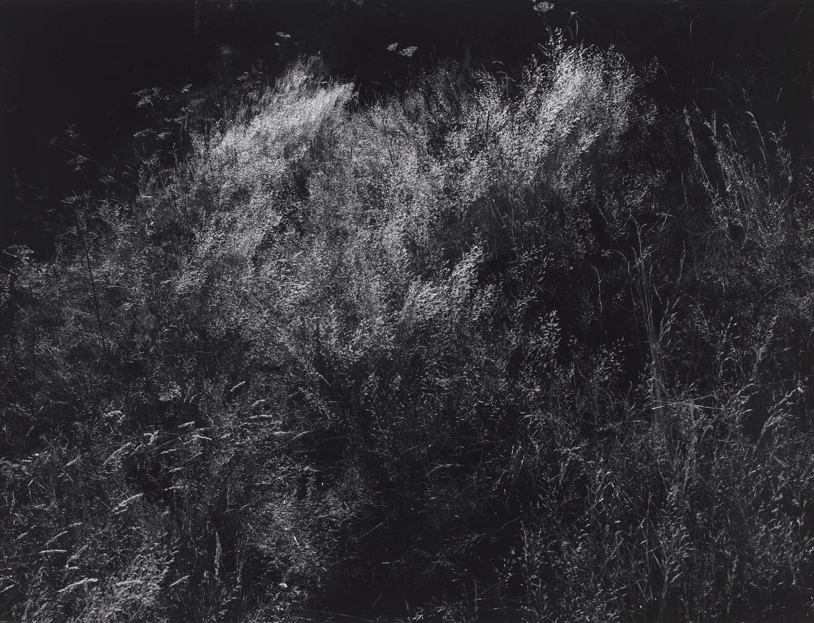 Peter-Cornell Richter, #020393  Licht im Wald, 1990