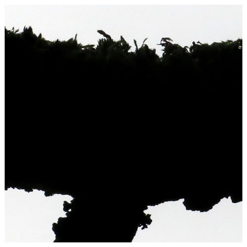 Peter-Cornell Richter, #021374  Tree Writing in an Autumn Garden (for Toru Takemitsu), 2016