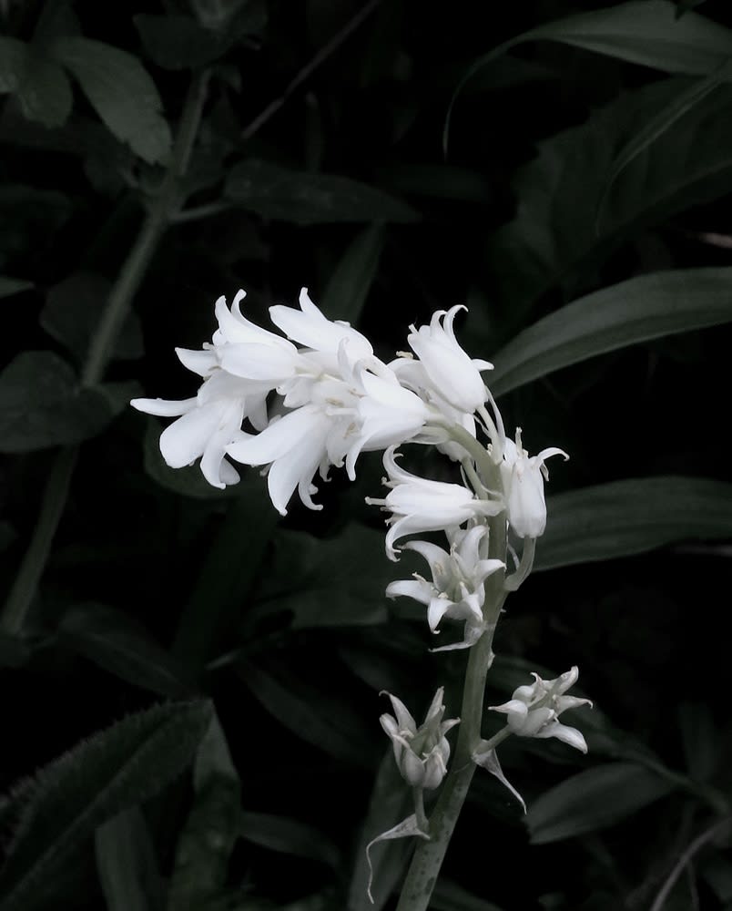 Peter-Cornell Richter, #022150  Lady Bellflower, 1/3, 2020