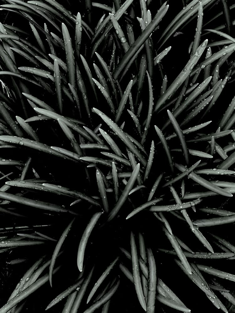 Peter-Cornell Richter, #022155  o.T. (Gras), 1/3, 2018