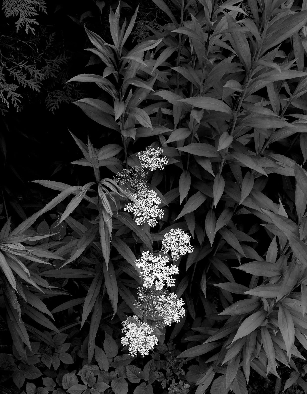Peter-Cornell Richter, #021338  The little White in my Garden, 2015