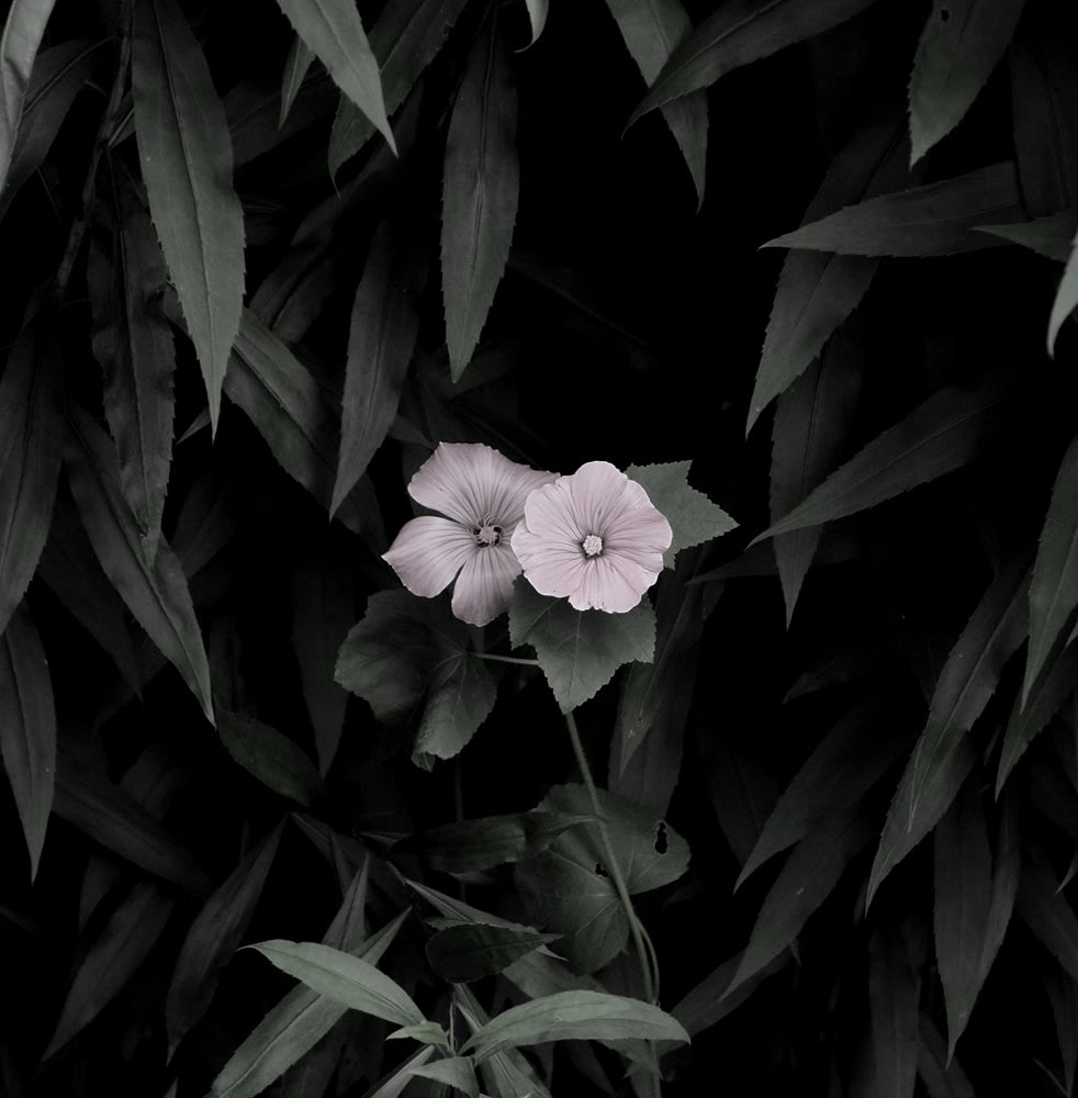 Peter-Cornell Richter, #022170  Kleine Malve, 1/3, 2016