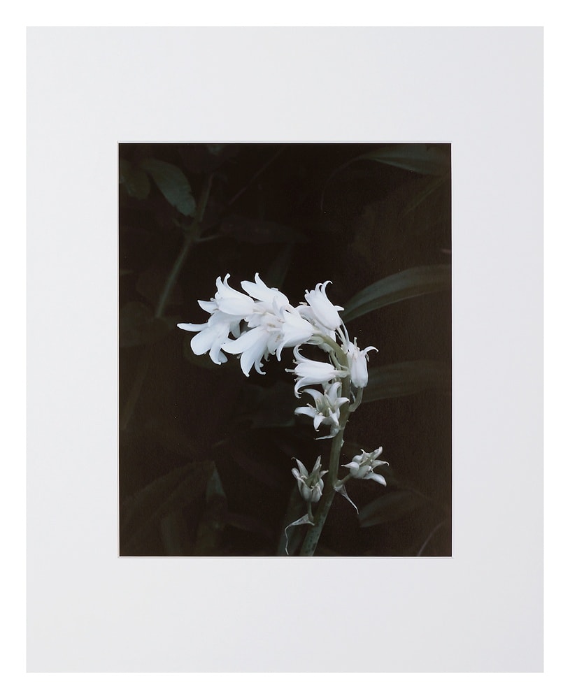 Peter-Cornell Richter, #022150  Lady Bellflower, 1/3, 2020